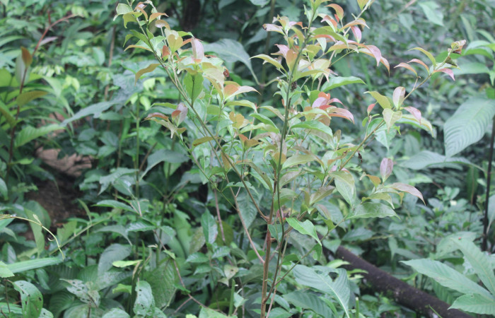 Figura 32. Planta hospedera de <i>Epimecis conjugaria</i> y <i>Epimecis matronaria</i> (Geometridae), planta llamada <i>Nectandra umbrosa</i> (Lauraceae), localidad Medrano Estación Quica Sector Pitilla ACG (380m), foto: Ricardo Calero 18 Julio 2017.