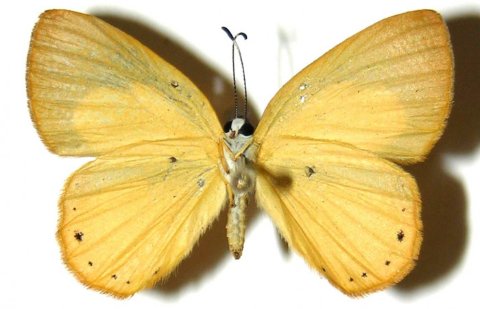 Figura 12. Adulto de <i>Euselasia chrysippe</i> (Riodinidae), hembra vista ventral, localidad Sendero Huerta Sector San Cristóbal ACG (527m). Voucher: 04-SRNP-2397-DHJ304047.jpg.