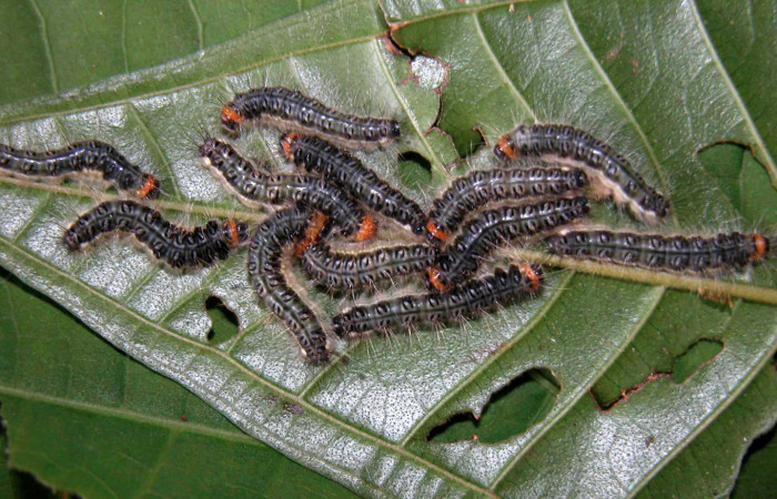 Figura 4. Larvas <i>Euselasia chrysippe</i> (Riodinidae), penúltimo estadío (PU) vista dorsal, localidad Sendero Mismo Sector Pitilla ACG (680m). Voucher: 04-SRNP-55436-DHJ402034.jpg.