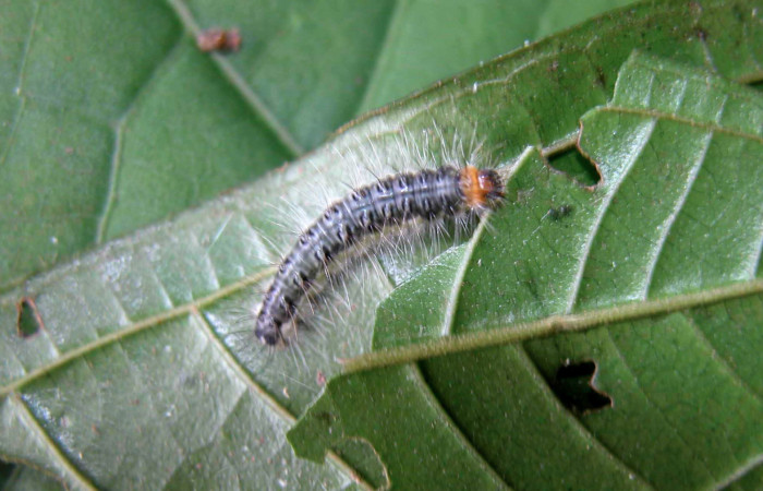 Figura 3. Larva <i>Euselasia chrysippe</i> (Riodinidae), penúltimo estadío (PU) vista dorsal, localidad Sendero Mismo Sector Pitilla ACG (680m). Voucher: 04-SRNP-55436-DHJ402035.jpg.