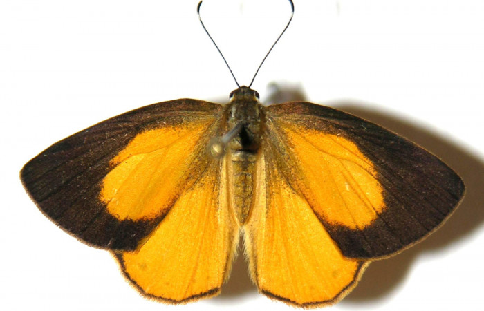 Figura 1. Adulto de <i>Euselasia chrysippe</i> (Riodinidae), hembra vista dorsal, localidad Sendero Mismo Sector Pitilla ACG (680m). Voucher: 04-SRNP-55478-DHJ305814.jpg.