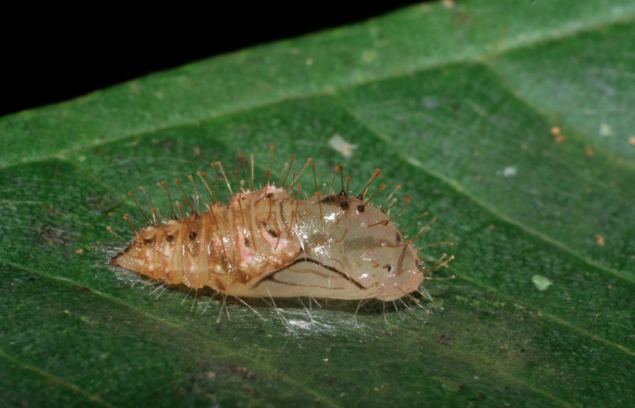 Figura 8. Pupa de <i>Euselasia chrysippe</i> (Riodinidae), vista lateral, localidad Sendero Orosilito Sector Pitilla ACG (900m). Voucher: 08-SRNP-31237-DHJ439958.jpg.
