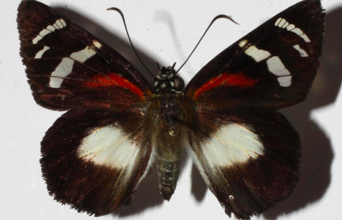 Fig.1. Adulto de <i>Entheus</i> Burns02. Hembra vista dorsal. Voucher : 16-SRNP-30016-DHJ921002.jpg.