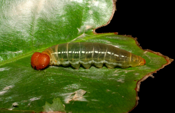 Fig.11. Larva de <i>Entheus</i> Burns01 en último estadio. Voucher : 05-SRNP-31805-dhj404363.jpg.