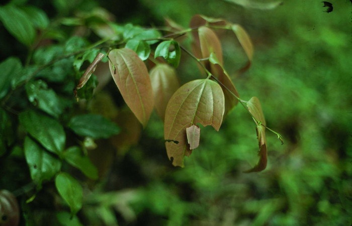 Fig.7. Mostrando casa de <i>Entheus</i> Burns02 en su habitad natural. Voucher : 01-SRNP-9788-DHJ58675.jpg.