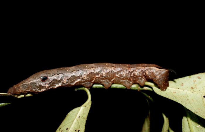 Fig. 12 Vista lateral de <i>Xylophanes maculator</i> (Sphingidae). Sobre <i>Psychotria horizontalis</i> (Rubiaceae). (13-SRNP-36556-DHJ801806.jpg)