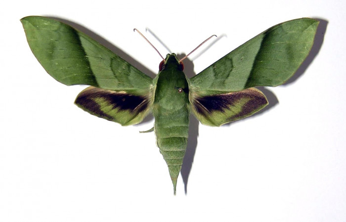 Fig. 1 Vista dorsal de la hembra <i>Xylophanes tyndarus</i> (Sphingidae). (04-SRNP-22185-DHJ99498).