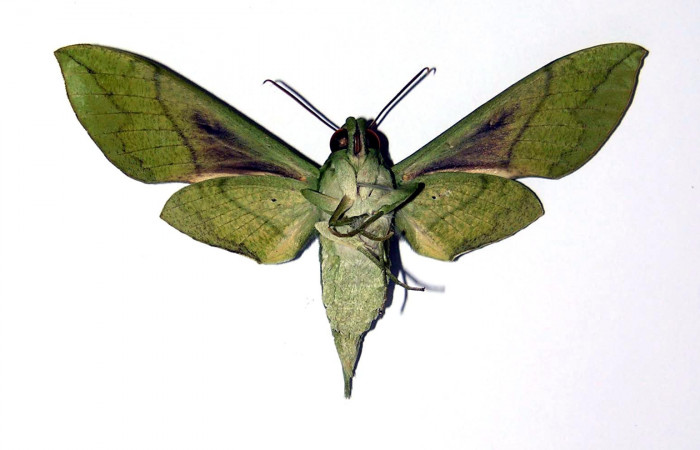Fig. 2 Vista ventral de la hembra <i>Xylophanes tyndarus</i> (Sphingidae). (04-SRNP-22185-DHJ99499).
