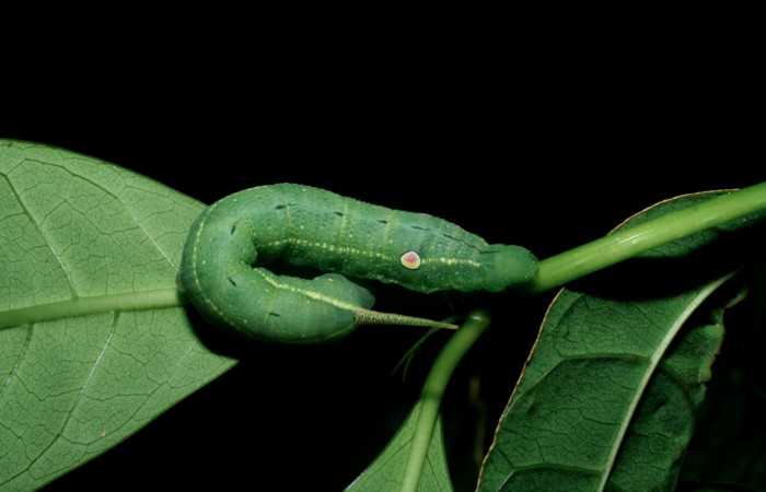 Fig. 4 Vista dorsal oruga <i>Xylophanes tyndarus</i> (Sphingidae). (09-SRNP-56414-DHJ460367.jpg).