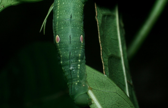 Fig. 5 Vista de la parte torácica de la oruga <i>Xylophanes tyndarus</i> (Sphingidae). (09-SRNP-56414-DHJ460377.jpg).