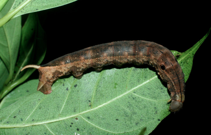 Fig. 6 Vista dorso lateral de la oruga <i>Xylophanes tyndarus</i> (Sphingidae). Sobre <i>Faramea occidentalis</i> (Rubiaceae) (09-SRNP-56477-DHJ457007.jpg).