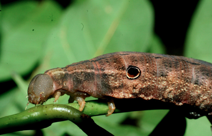 Fig. 7 Oruga de <i>Xylophanes tyndarus</i> (Sphingidae). Sobre <i>Faramea occidentalis</i> (Rubiaceae) (09-SRNP-56477-DHJ457017.jpg).