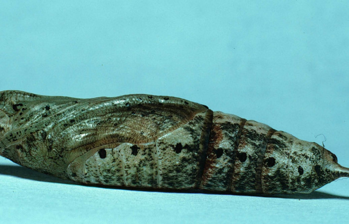 Fig. 8 Pupa de <i>Xylophanes tyndarus</i> (Sphingidae). (83-SRNP-693-DHJ5555.jpg).