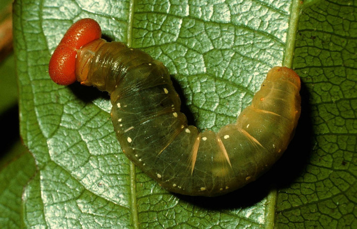 Fig.12. Larva de <i>Entheus</i> Burns02 en último estadio. Voucher : 95-SRNP-714-DHJ22103.jpg.