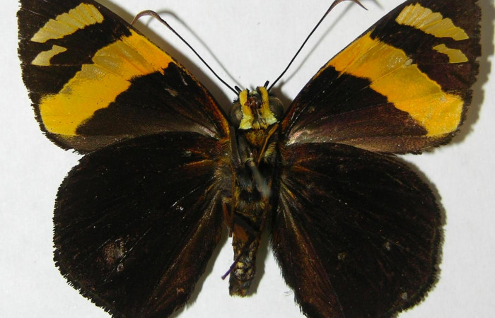 Fig.4. Adulto de <i>Entheus</i> Burns02. Macho vista dorsal. Voucher : 08-SRNP-33091-DHJ504797.jpg.