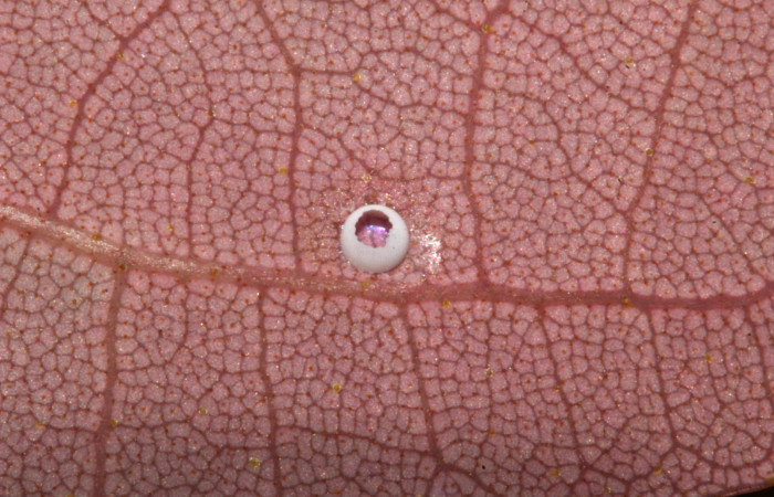 Fig.5 .Mostrando restos de huevo de <i>Entheus</i> Burns. Voucher : 19-SRNP-31569-DHJ766636.jpg.