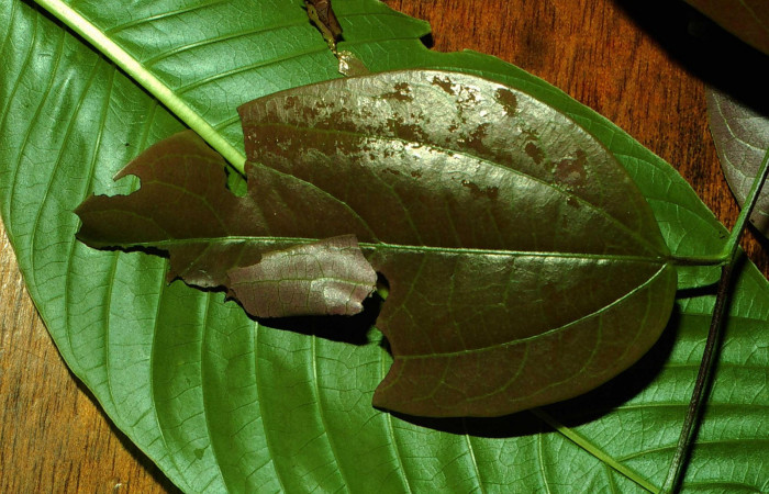 Fig.6. Mostrando casa de <i>Entheus</i> Burns02. Voucher : 01-SRNP-9788-DHJ58673.jpg.