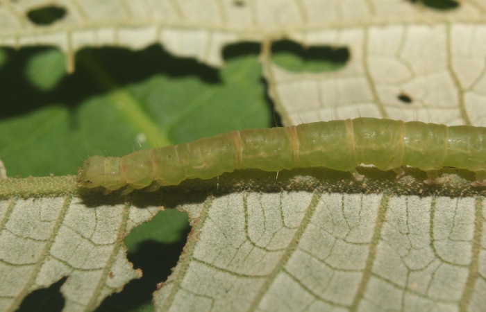 Fig. 5  Larva <i>Antiblemma lacteigera</i>  en último estadio mostrando cabeza y primeros segmentos.  Voucher: 17-SRNP-71443-DHJ738071.jpg
