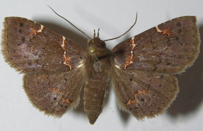 Fig.7 Adulto <i>Antiblemma lacteigera</i>  dorsal. Hembra. Voucher: 11-SRNP-31982-DHJ556944.jpg