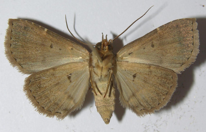 Fig.8 Adulto <i>Antiblemma lacteigera</i>  ventral. Hembra. Voucher: 11-SRNP-31982-DHJ556945.jpg