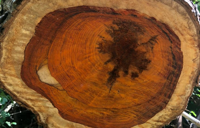 03 de octubre 2019  Foto: Brigada de Control, Seguimiento y Aprovechamiento Forestal del ACG  Bagaces