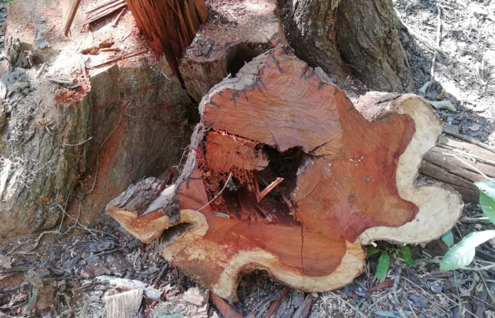 03 de octubre 2019  Foto: Brigada de Control, Seguimiento y Aprovechamiento Forestal del ACG  Bagaces