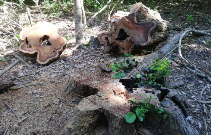 03 de octubre 2019  Foto: Brigada de Control, Seguimiento y Aprovechamiento Forestal del ACG  Bagaces