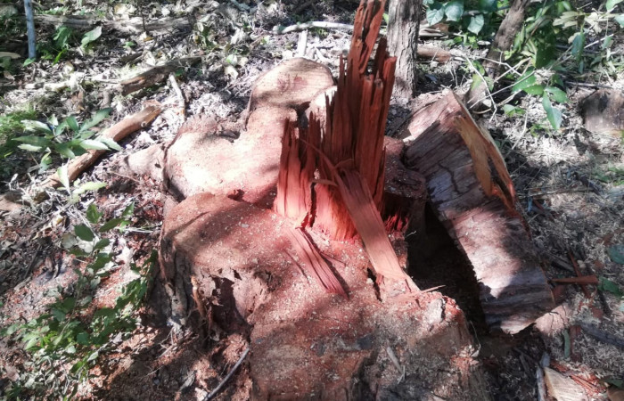 03 de octubre 2019  Foto: Brigada de Control, Seguimiento y Aprovechamiento Forestal del ACG  Bagaces