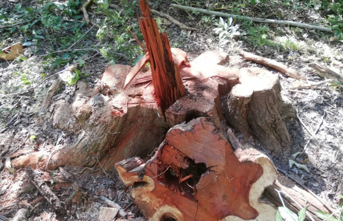 03 de octubre 2019  Foto: Brigada de Control, Seguimiento y Aprovechamiento Forestal del ACG  Bagaces