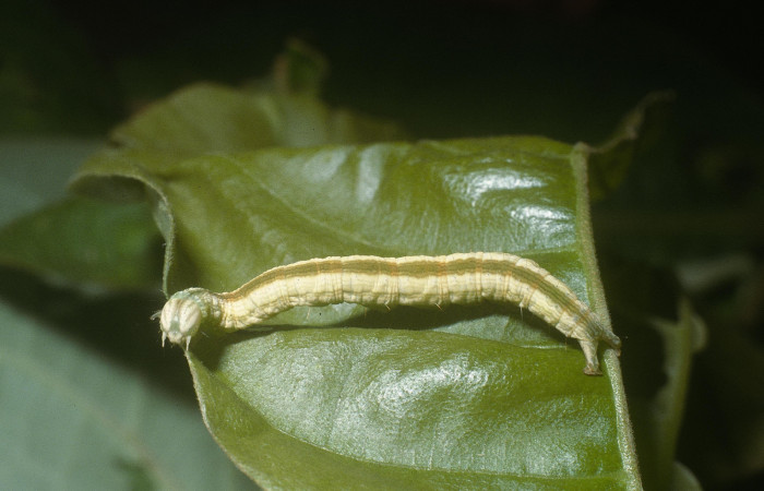 Fig.10 Vista dorsal y lateral, <i>Coenipeta umbrata</i> (Erebidae), se colectó 28 Febrero 2005, Sector Pitilla, Pasmompa, 440mts. (05-SRNP-30871-DHJ88667.jpg.).