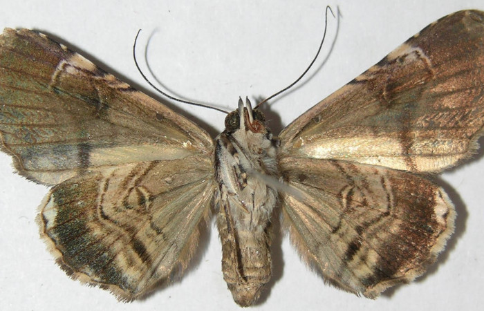 Fig.4 Vista ventral, <i>Coenipeta umbrata</i> (Erebidae), eclosionó 14 diciembre 2007, Sector Pitilla, Berlin, 305mts. (07-SRNP-33722-DHJ388479.jpg).