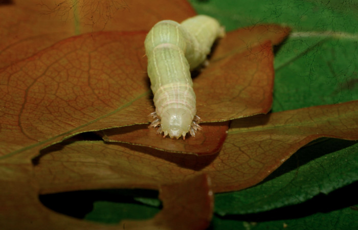 Fig.5 Vista Frontal, <i>Coenipeta phasis</i> (Erebidae), se colectó 14 Diciembre 2007, Sector Mundo Nuevo, Vado Miramonte, 305mts. (07-SRNP-61033-DHJ435228.jpg.).