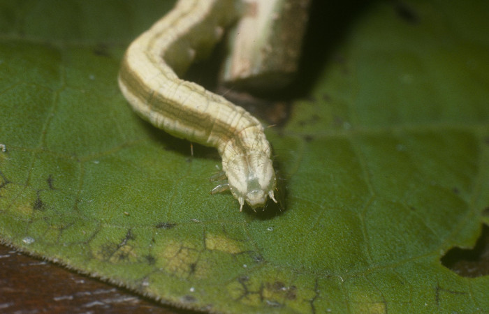 Fig.8 Vista Frontal,<i>Coenipeta umbrata</i>Erebidae), se colectó 28 Febrero 2005, Sector Pitilla, Pasmompa, 440mts. (05-SRNP-30871-DHJ88674.jpg.).