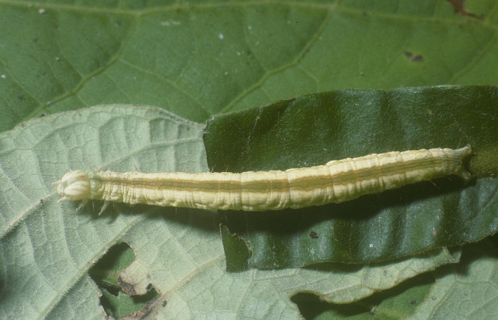 Fig.9 Vista dorsal, <i>Coenipeta umbrata</i> (Erebidae), se colectó 28 Febrero 2005, Sector Pitilla, Pasmompa, 440mts. (05-SRNP-30871-DHJ88672.jpg.).