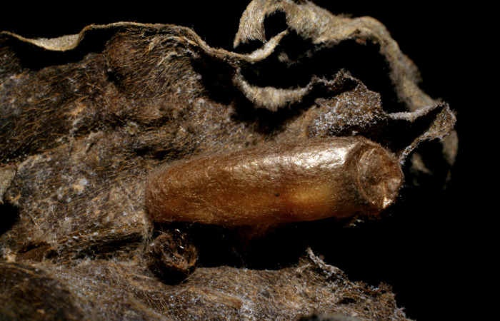 Fig. 12 Capullo del parásito <i>Eiphosoma macrum</i>DHJ04, familia Ichneumonidae Voucher: 07-SRNP-31197-DHJ448454.jpg.