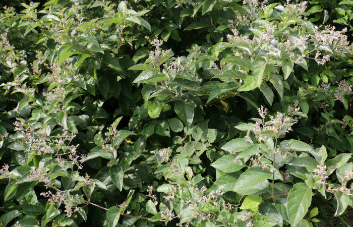 Fig.14 Planta <i>Banisteriopsis muricata</i> (Malpighiaceae), hospedera de <i>Microthyris alvinalis</i>, (Crambidae), Sector. Mundo Nuevo,Vado Ocotea, Foto,  Elieth Cantillano 30 Octubre 2019.