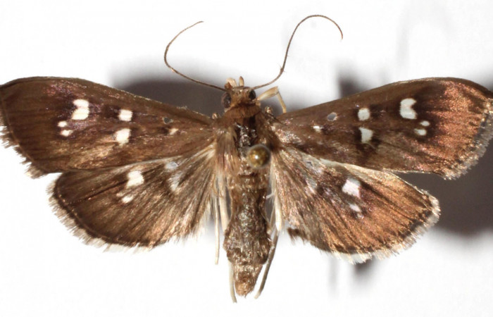 Fig.1 Adulto <i>Microthyris alvinalis</i>, mostrando la parte dorsal.Voucher: 12-SRNP-56223-DHJ910194.