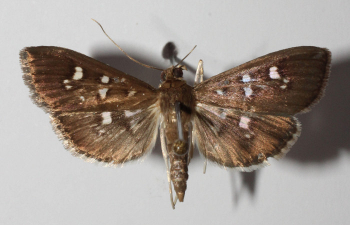 Fig. 3 Adulto <i>Microthyris alvinalis</i>, mostrando la parte dorsal. Voucher: 14-SRNP-76430-DHJ902096.