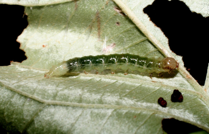 Fig. 5 Larva <i>Microthyris alvinalis</i>, mostrando la parte dorsal <i>Banisteriopsis muricata</i>, (Malpighiaceae). Voucher: 10-SRNP-56235-DHJ473320.jpg.