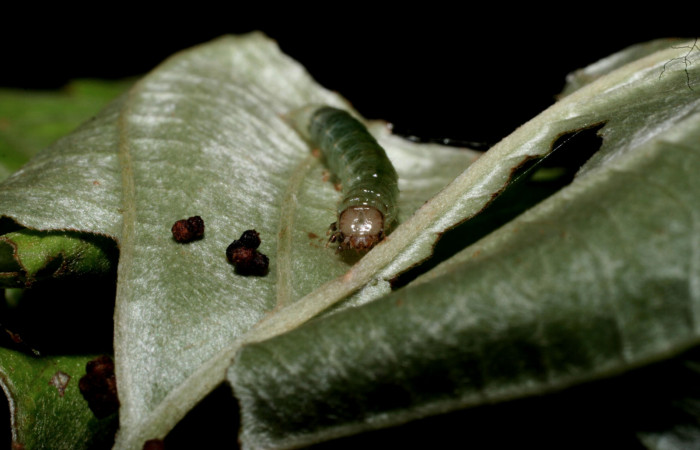 Fig. 6 Larva <i>Microthyris alvinalis</i>, mostrando la parte Frontal <i>Banisteriopsis muricata</i>,(Malpighiaceae). Voucher: 10-SRNP-56235-DHJ473323.jpg.