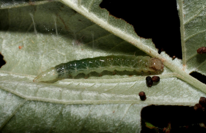 Fig. 7 Larva <i>Microthyris alvinalis</i>, mostrando la parte lateral entero en <i>Banisteriopsis muricata</i>,(Malpighiaceae). Voucher: 10-SRNP-56235-DHJ473325.jpg.