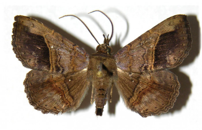 Figura 1. Adulto de <i>Phaeoblemma apicata</i> (Erebidae). Vista dorsal, 37 mm. Voucher: 02-SRNP-6093-DHJ312250.jpg.