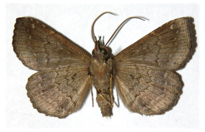 Figura 2. Adulto de <i>Phaeoblemma apicata</i> (Erebidae). Vista ventral, 37 mm. Voucher: 02-SRNP-6093-DHJ312251.jpg.