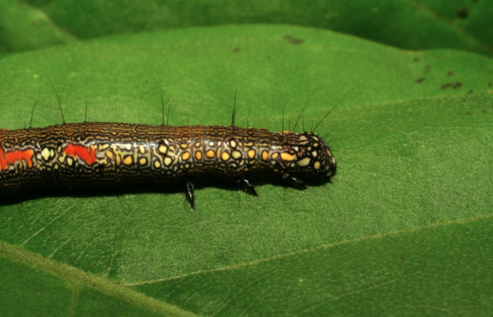 Figura 17. Larva <i>Phaeoblemma apicata</i> (Erebidae), vista lateral torax, último estadío, 42 mm. Foto: 21/Agosto/2005. Voucher: 05-SRNP-42272-DHJ407606.jpg.
