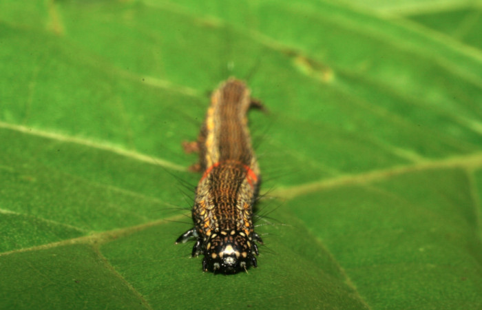 Figura 18. Larva <i>Phaeoblemma apicata</i> (Erebidae), cabeza de frente, último estadío, 42 mm. Foto: 21/Agosto/2005. Voucher: 05-SRNP-42272-DHJ407610.jpg.