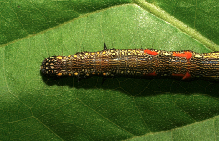 Figura 16. Larva <i>Phaeoblemma apicata</i> (Erebidae), vista dorsal torax, último estadío, 42 mm. Foto: 21/Agosto/2005. Voucher: 05-SRNP-42272-DHJ407612.jpg.
