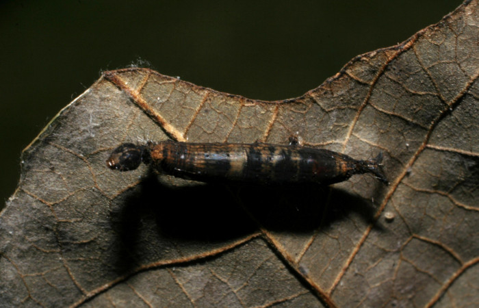 Figura 6. Restos de larva <i>Phaeoblemma apicata</i> (Erebidae) y capullo de parásito Braconidae, subfamilia Rogadinae, <i>Aleiodes</i> see descripción. Foto: 03 Noviembre 2007.  Voucher: 07-SRNP-33593-DHJ430803.jpg.