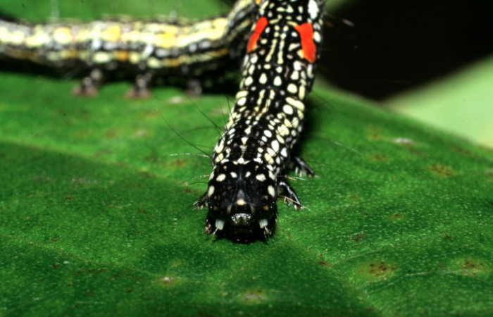 Figura 13. Larva <i>Phaeoblemma apicata</i> (Erebidae), Cabeza de frente último estadío, 43 mm. Foto: 01/Enero/2009. Voucher: 09-SRNP-40042-DHJ451400.jpg.
