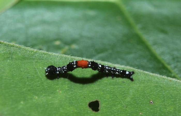 Figura 4. Larva <i>Phaeoblemma dares</i> (Erebidae), vista dorsal mostrando la mancha roja, tercer estadío, 11 mm. Foto: 05/Octubre/2014. Voucher: 14-SRNP-71863-DHJ726149.jpg.