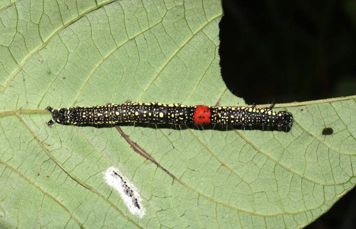 Figura 5. Larva <i>Phaeoblemma dares</i> (Erebidae), vista dorsal mostrando la mancha roja, último estadío, 51 mm. Foto: 20/Diciembre/2017. Voucher: 17-SRNP-32594-DHJ743136.jpg.